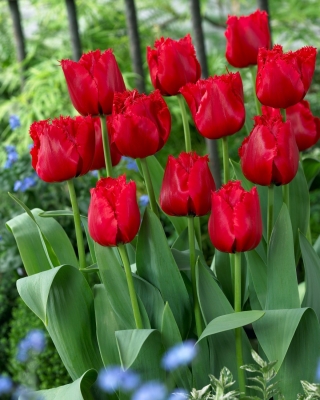 Tulipan Red Wing - GIGA paczka! - 250 szt.