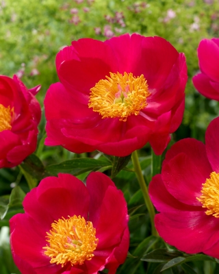 Piwonia, Paeonia - Scarlet O'Hara - sadzonka