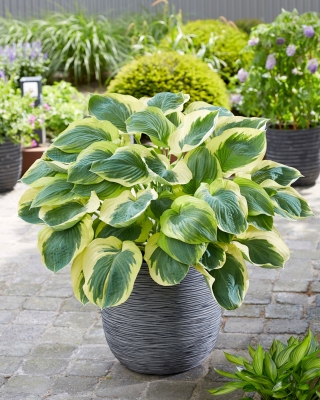 Funkia - Hosta Orion's Belt