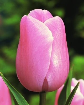 Tulipan Pink Diamond - opak. 5 szt.