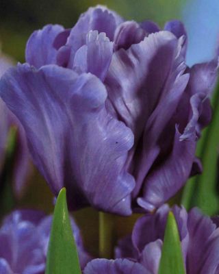 Tulipan papuzi Blue Parrot - op. 5 szt.