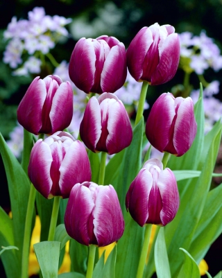 Tulipan Arabian Mystery - duża paczka! - 50 szt.