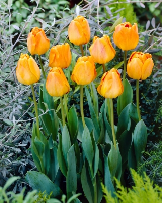 Tulipan Orange Lion - 5 szt.