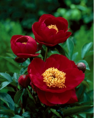 Piwonia, Paeonia - Illini Warrior - sadzonka - duża paczka! - 10 szt.