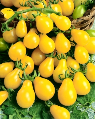 Pomidor Yellow Pearshaped - wysoki żółty