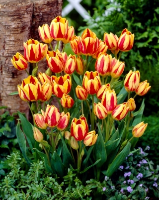 Tulipan Colour Spectacle - duża paczka! - 50 szt.