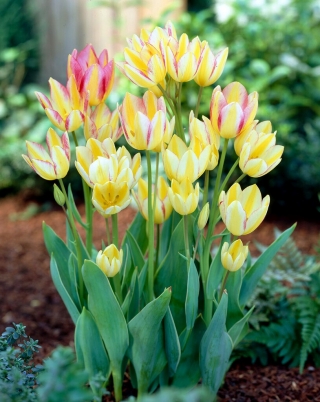 Tulipan Antoinette - 5 szt.