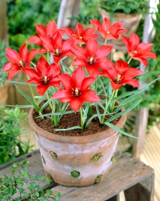 Tulipan lnolistny - linifolia - GIGA paczka! - 250 szt.