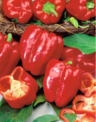 Papryka Waga - słodka, czerwona, średniowczesna, do uprawy pod osłonami, długo owocująca