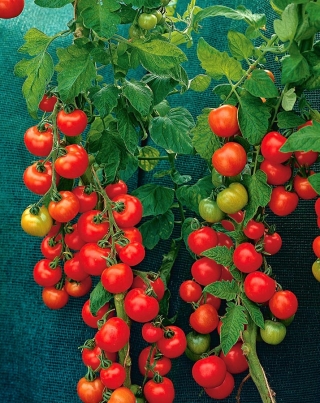 Pomidor Harzfeuer F1 - gruntowy, znany i ceniony w Europie