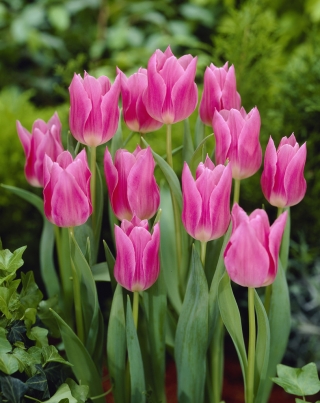 Tulipan China Pink - duża paczka! - 50 szt.