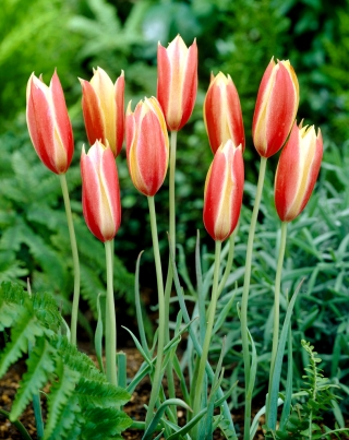 Tulipan botaniczny - Cynthia - GIGA paczka! - 250 szt.