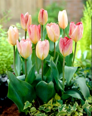 Tulipan Flaming Purissima - GIGA paczka! - 250 szt.