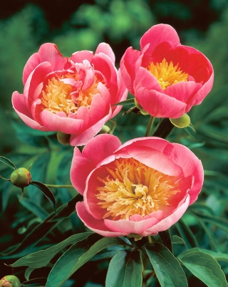 Piwonia, Paeonia - Lovely Rose - sadzonka