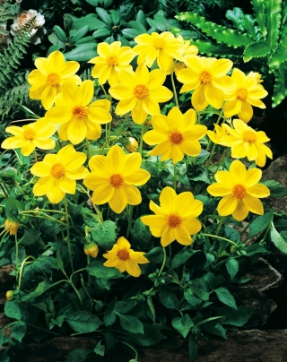 Dalia - Yellow Sneezy