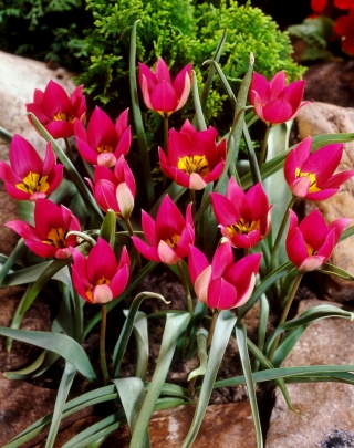Tulipan Persian Pearl - opak. 5 szt.