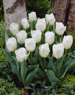 Tulipan niski biały - Greigii white - 5 szt.