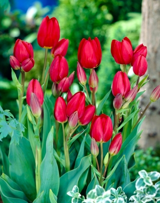 Tulipan Red Georgette - opak. 5 szt.