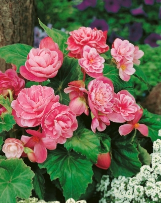 Begonia - Camellia - różowo-biała- duża paczka! - 20 szt.