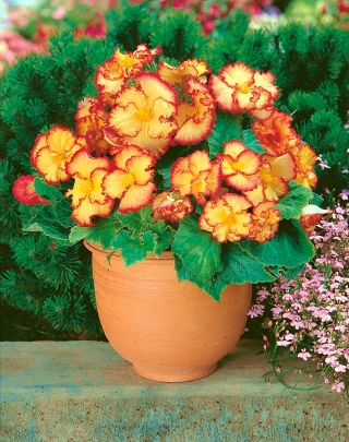 Begonia - Marginata Yellow - żółto-czerwona - duża paczka! - 20 szt.