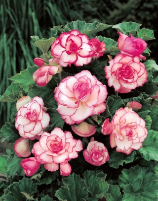 Begonia - Rosebud - różowa - GIGA paczka! - 100 szt.