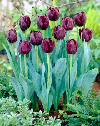 Tulipan Blackjack - GIGA paczka! - 250 szt.