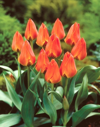 Tulipan Orange Elite - duża paczka! - 50 szt.