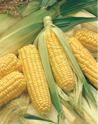 Kukurydza cukrowa Złota Karłowa