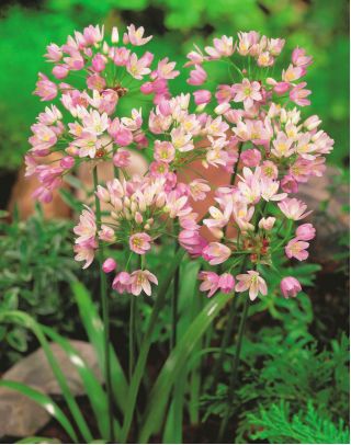 Czosnek różowy - Allium roseum - 20 szt.