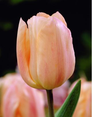 Tulipan Apricot Beauty - opak. 5 szt.