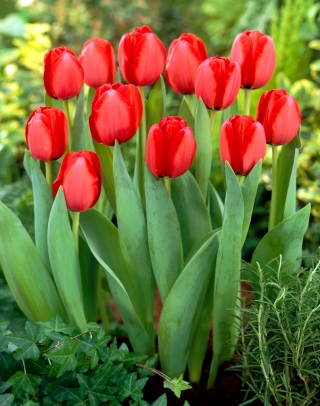 Tulipan Red Impression - 5 szt.