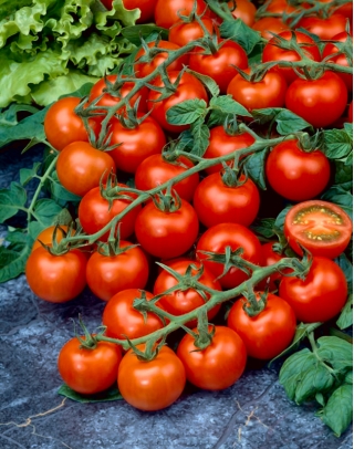 Pomidor Cerise - gruntowy, czerwony, czereśniowy