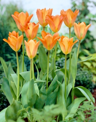 Tulipan Orange Emperor - duża paczka! - 50 szt.