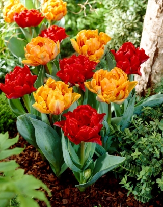 Zestaw 2 odmian cebulek tulipanów - Kompozycja odmian Miranda i Orange Princess - 50 szt.