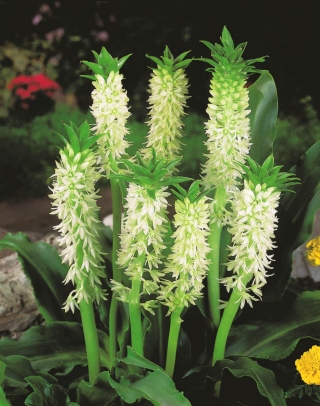 Lilia ananasowa - Eucomis autumnalis - duża paczka! - 20 szt.