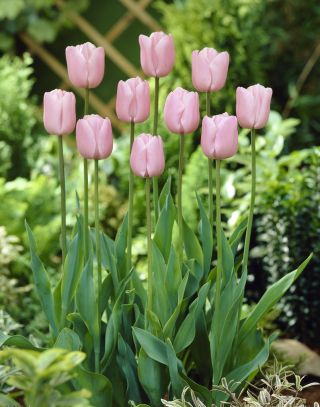 Tulipan Pink Diamond - opak. 5 szt.