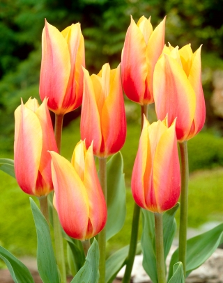 Tulipan Blushing Beauty - 5 szt.