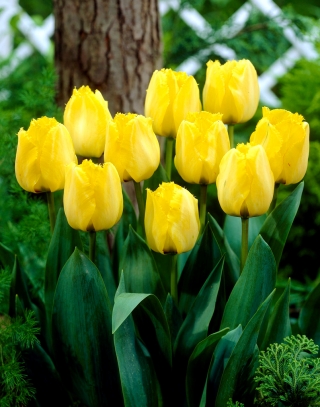 Tulipan Royal Elegance - opak. 5 szt.