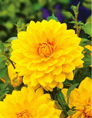 Dalia żółta - Dahlia Yellow - duża paczka! - 10 szt.