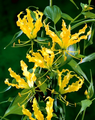 Glorioza żółta - Gloriosa Lutea - duża paczka! - 10 szt.
