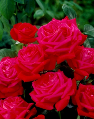 Róża wielkokwiatowa - Dama De Coeur - sadzonka