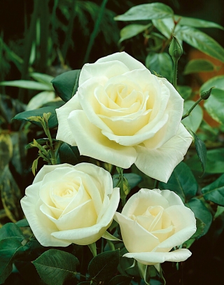 Róża wielkokwiatowa - Virgo - sadzonka