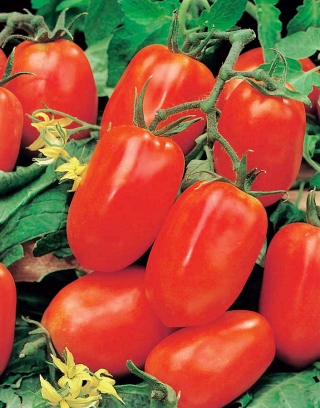 Pomidor Pikador - gruntowy, gruszkowy, bardzo mięsisty
