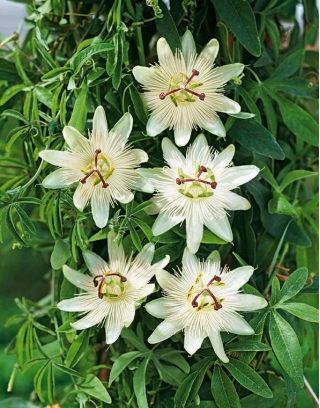 Męczennica biała, Marakuja - Passiflora Constance Elliott - sadzonka