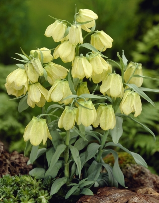 Szachownica bladokwiatowa - Fritillaria pallidiflora - duża paczka! - 10 szt.