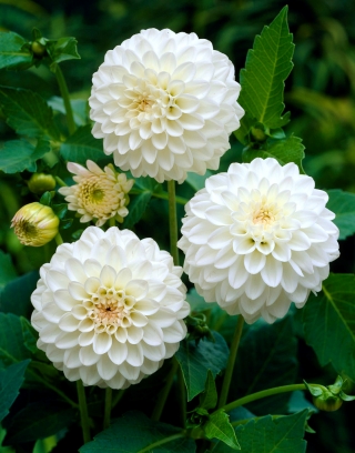 Dalia - White Aster - pomponowa - GIGA paczka! - 50 szt.