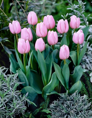 Tulipan jasnoróżowy - Light Pink - duża paczka! - 50 szt.