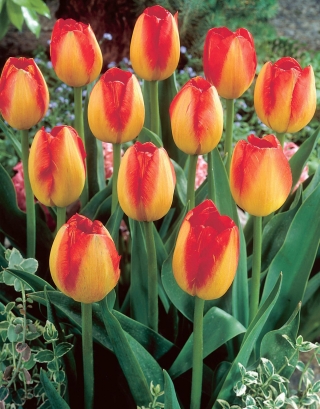 Tulipan Prins Claus - 5 szt.