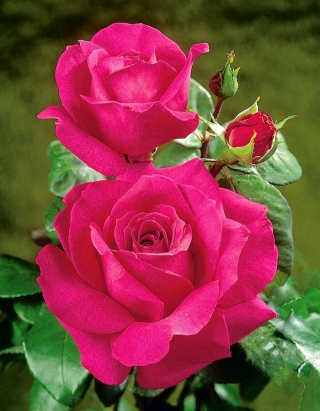 Róża wielkokwiatowa jasnoróżowa (fuksja) - sadzonka w doniczce