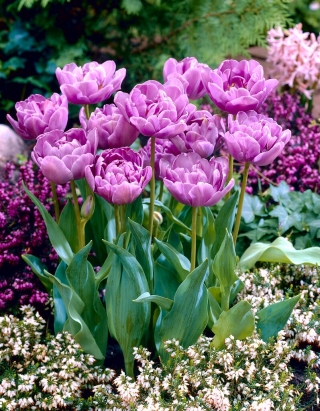 Tulipan Lilac Perfection - duża paczka! - 50 szt.